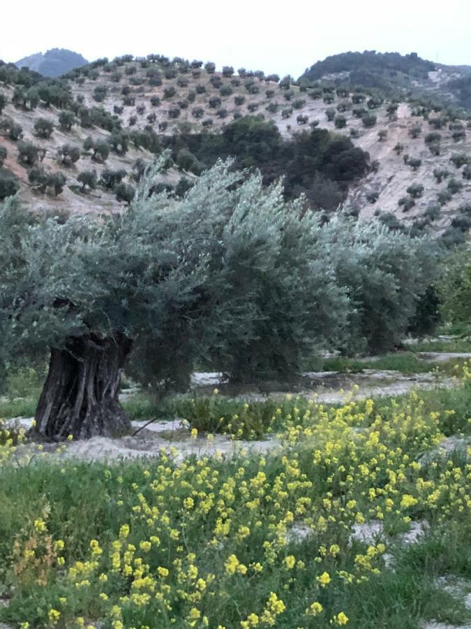 Casa De La Canada - Piso Completo Carchelejo المظهر الخارجي الصورة